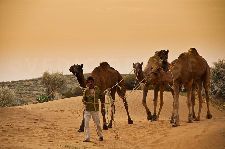 A night in the Great Thar Desert image