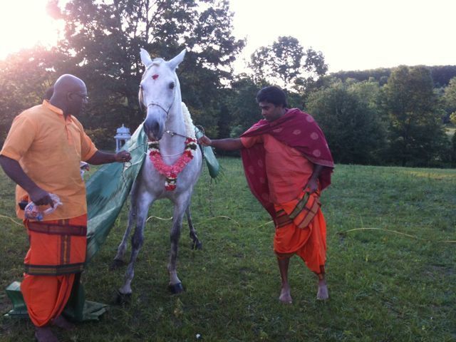 Cow and Horse Blessing image