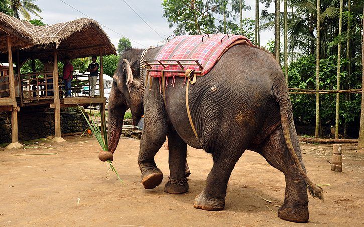 Periyar or Thekaddy in the western ghats of Kerala in South India is a refuge of lush green forests, tea and spice plantations.