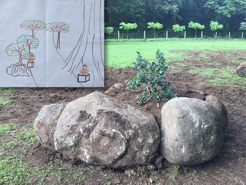 A lot of our garden designs begin with sketches and that is then translated to the ground. Here’s a small mound we created with a dwarf-variety Banyan that is across the driveway from a massive Banyan tree that is growing on the property.