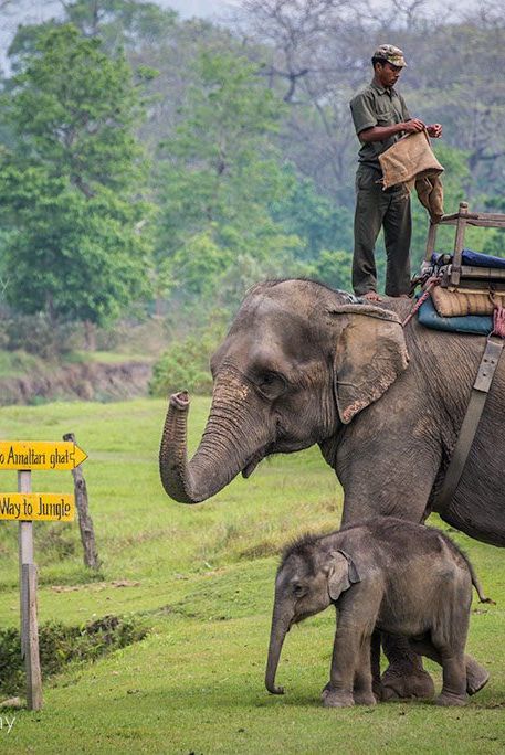 The moment in the afternoon that I nearly died from cuteness overload. I spent around 45 mins hanging out as close as possible to the baby elephant.