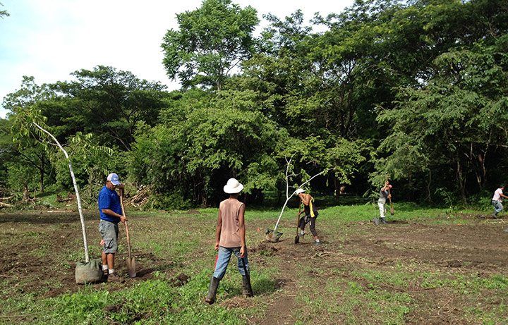 Putting in the final trees in the first phase of the project.