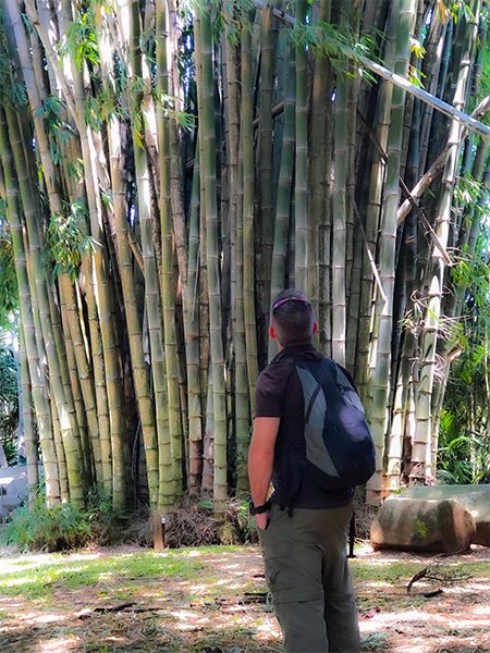 Nick looking at a Dendrocalamus giganteus bamboo at a botanical garden outside of San Jose. We planted two of these in the ashram.