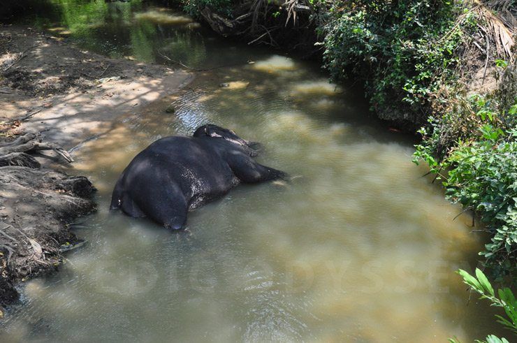Elephant bathing in river