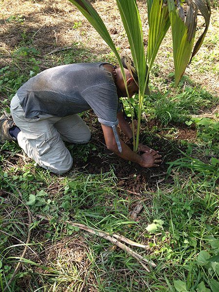 costa-rica-tree-planting-nosara