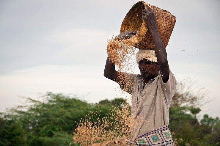 Rice, food of the south image