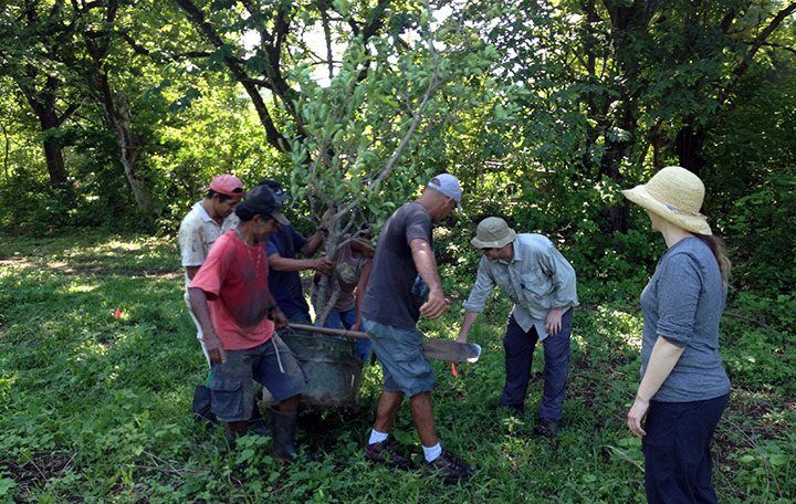 Some trees were quite big and heavy that it needed 4 people to move it.