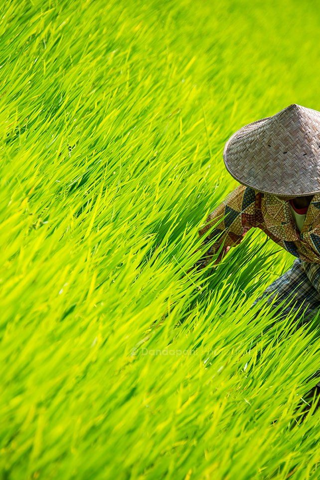 Central Java has unending rice paddy fields. The green is gorgeous and landscape breathtaking.