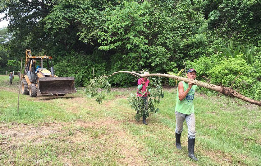 Transplanting a Kapok tree we found on the property. These lovely trees get up to 200 feet tall or more. This one is on its way to the entrance of the property.