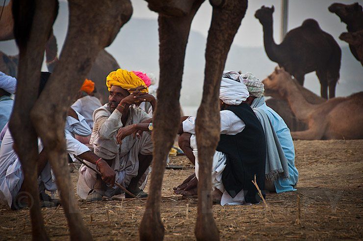 Pushkar Camel Fair 2011