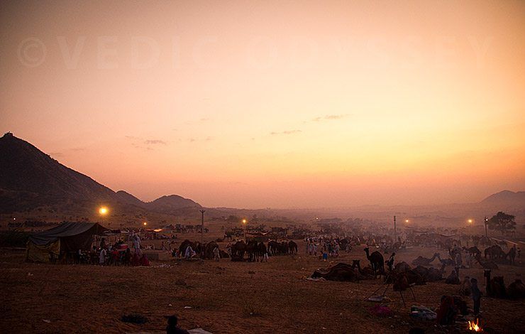 Pushkar Camel Fair