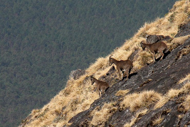 Hiking in the Western Ghats image
