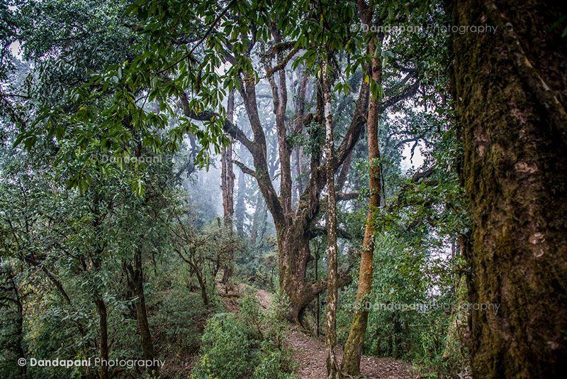 There are no words to describe how beautiful the rhododendron forest is.