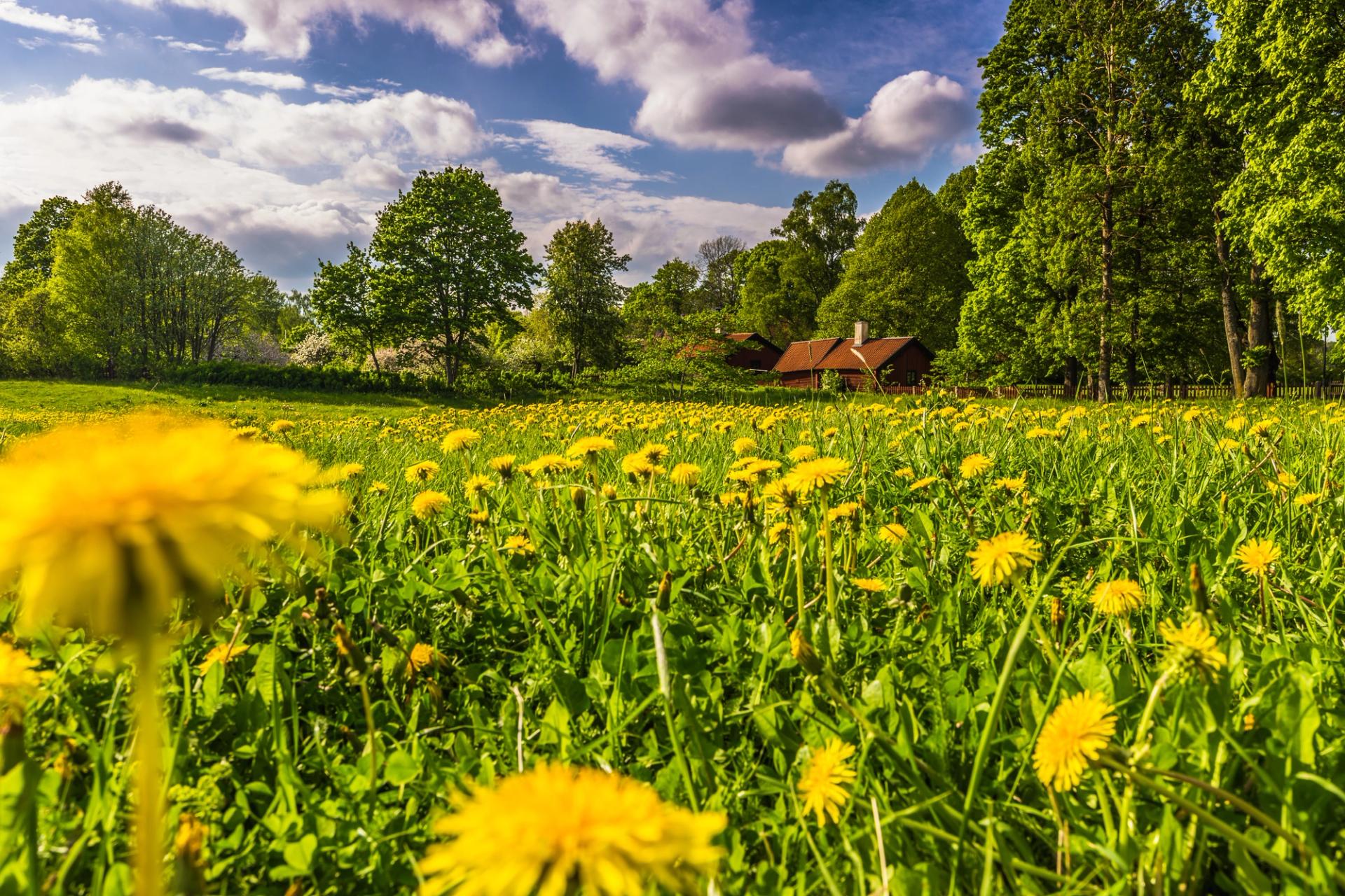  A field of dandelions on a summer day with a rustic cabin in the background outside of Uppsala