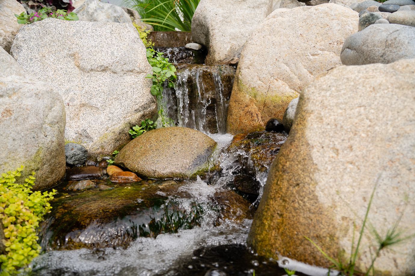 Dollarton Koi Pond — photo 9