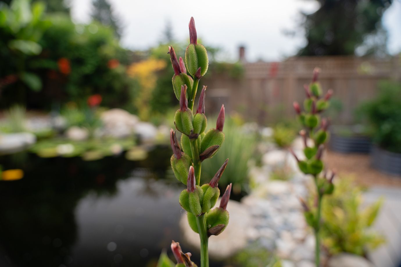 Dollarton Koi Pond — photo 7