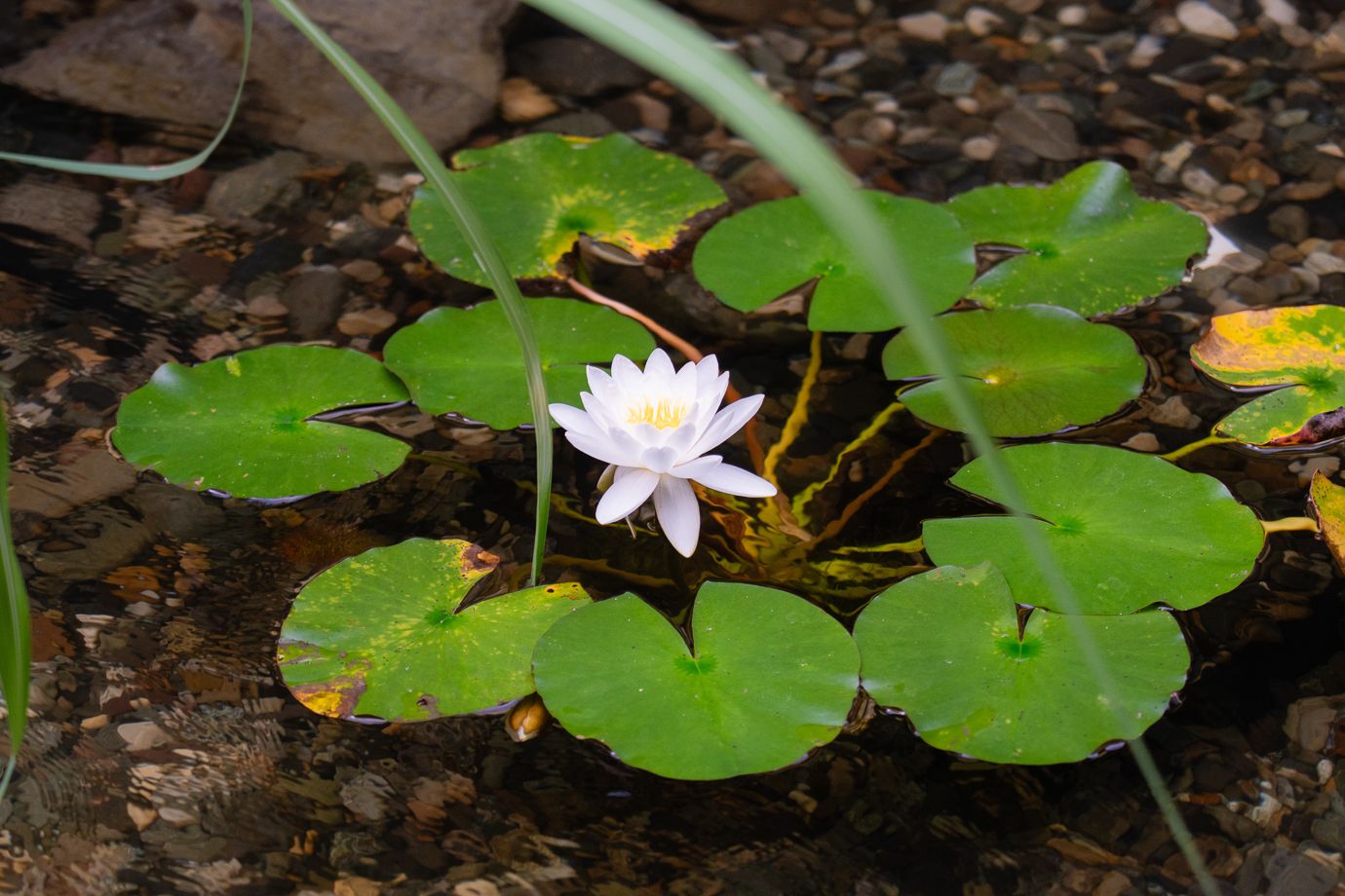 Coast Modern Pond — photo 12
