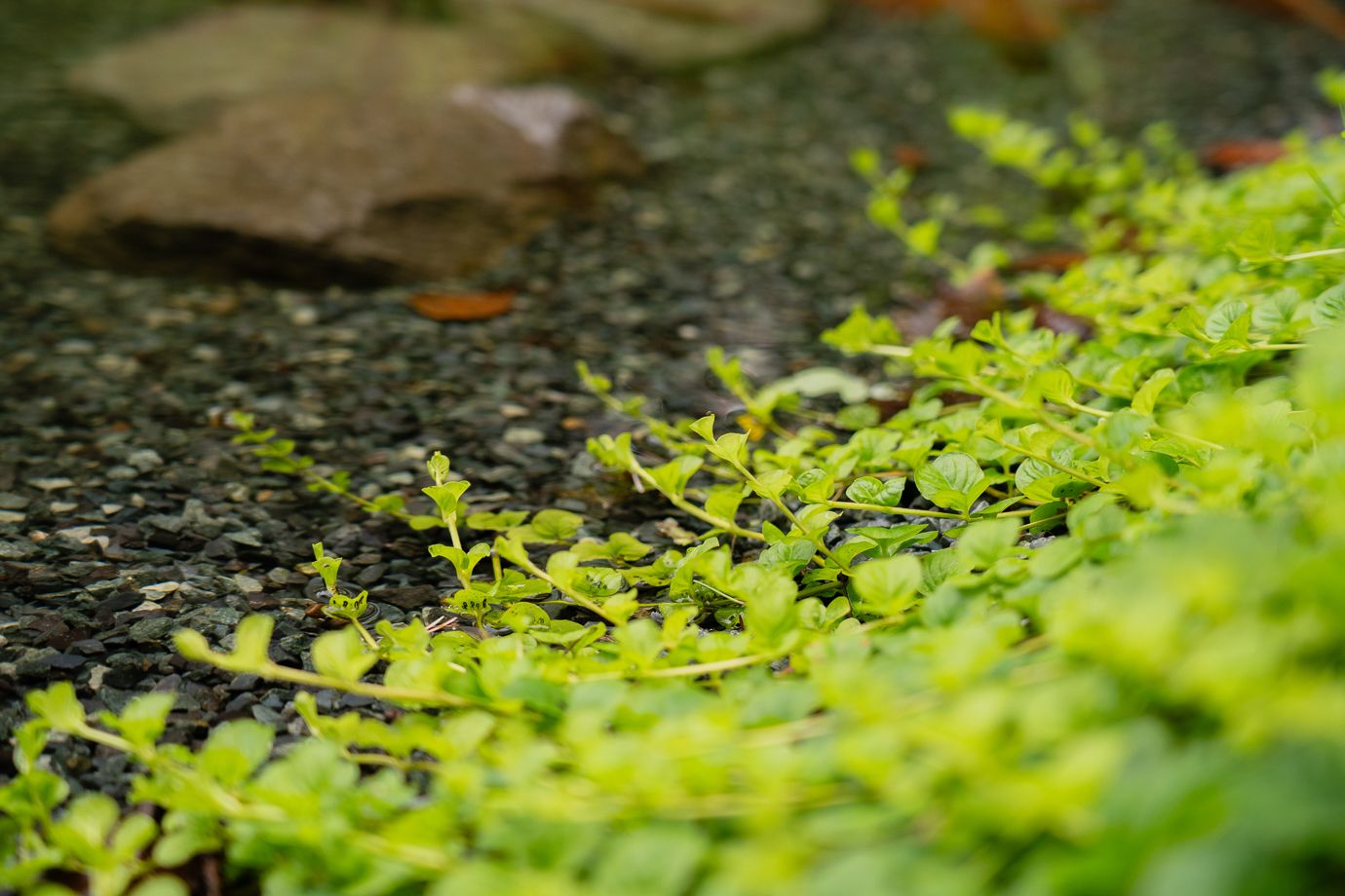 Coast Modern Pond — photo 7