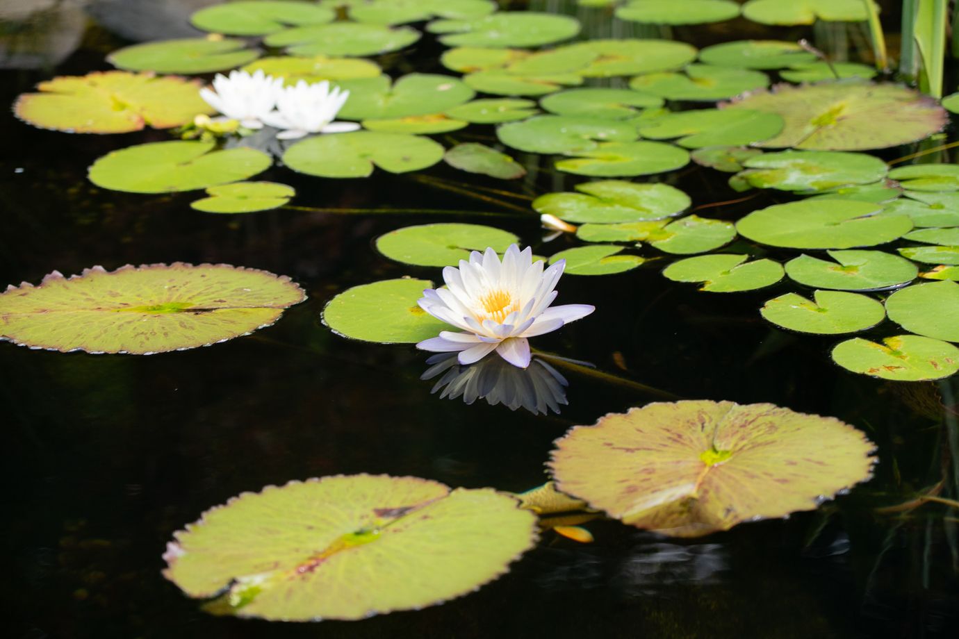 Dollarton Koi Pond — photo 14