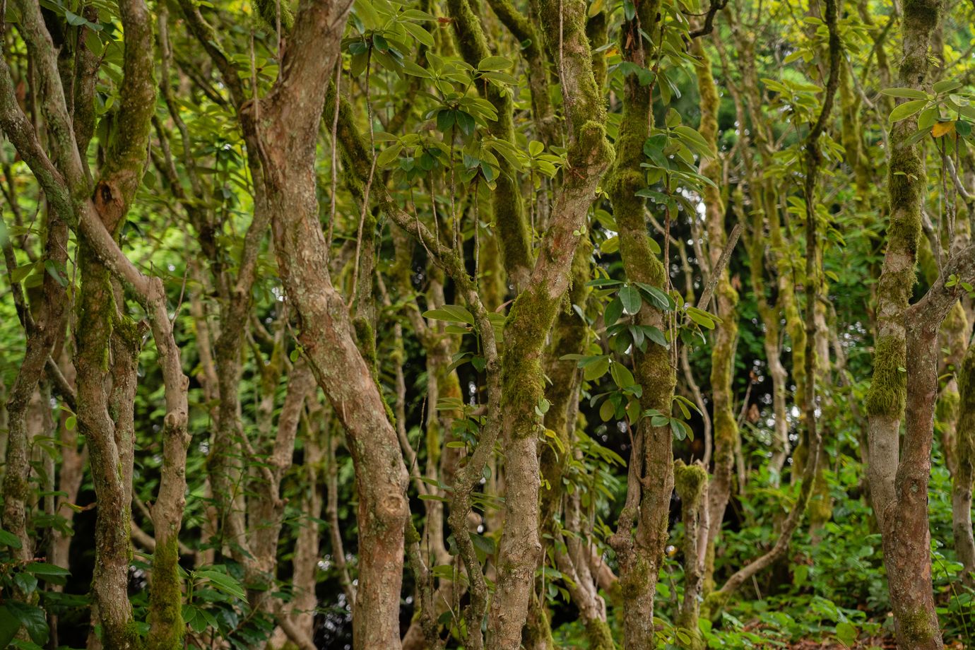 Coast Modern Pond — photo 2