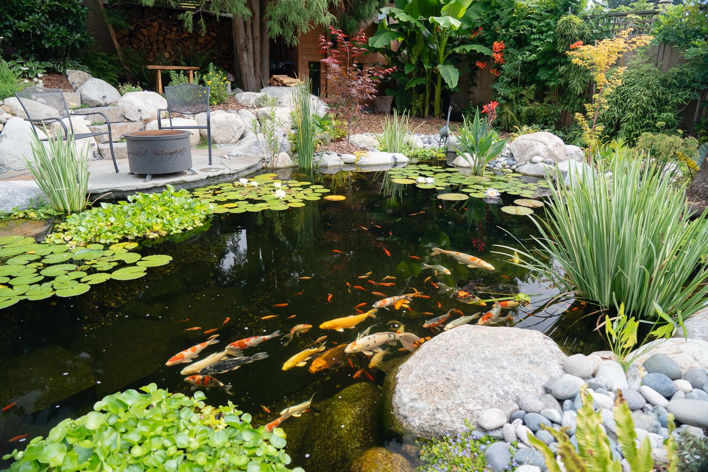 Dollarton Koi Pond — photo 12