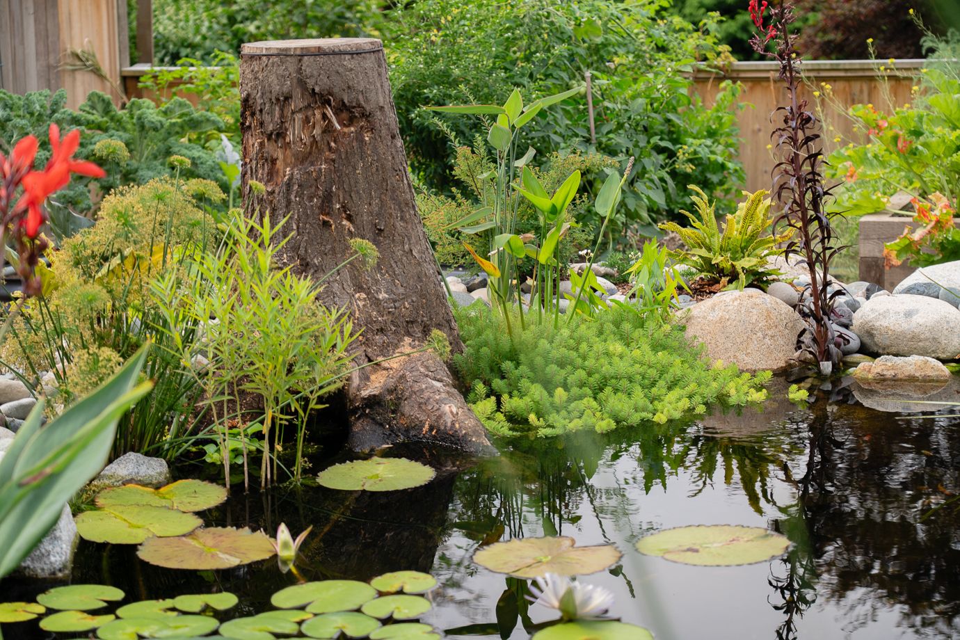 Dollarton Koi Pond — photo 10