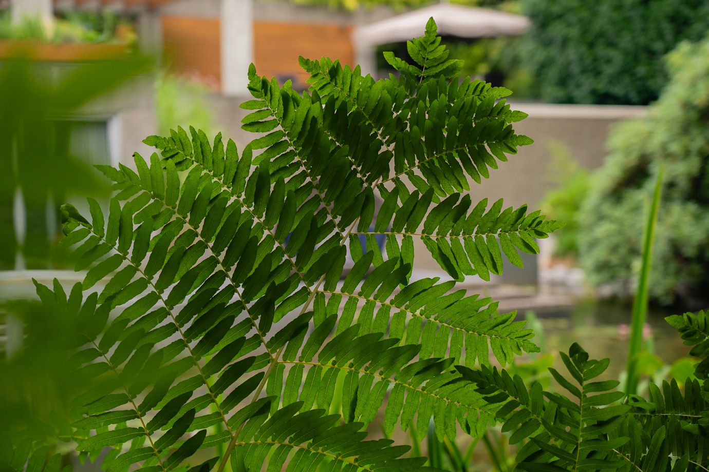 Coast Modern Pond — photo 6