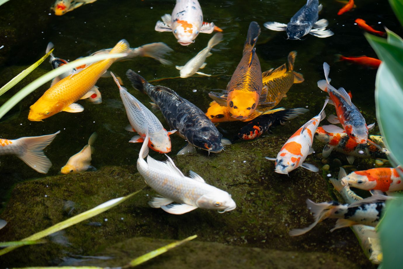 Dollarton Koi Pond