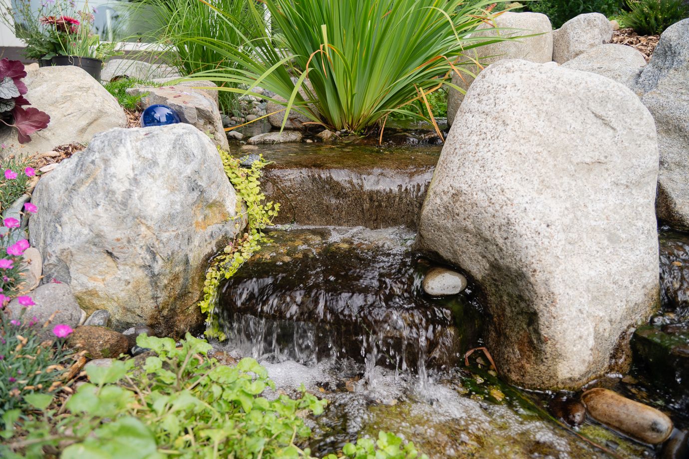 Dollarton Koi Pond — photo 5