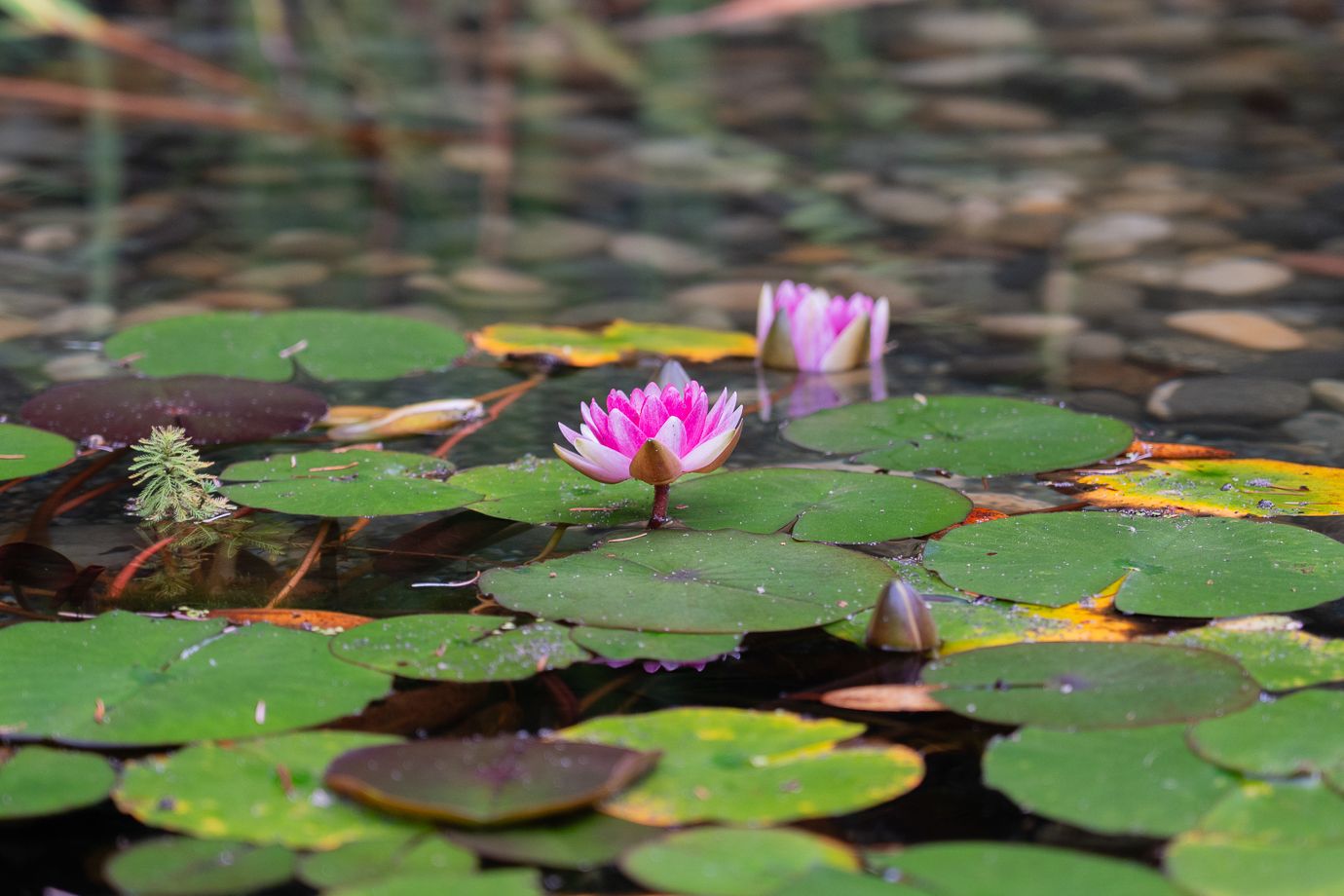 Coast Modern Pond — photo 13