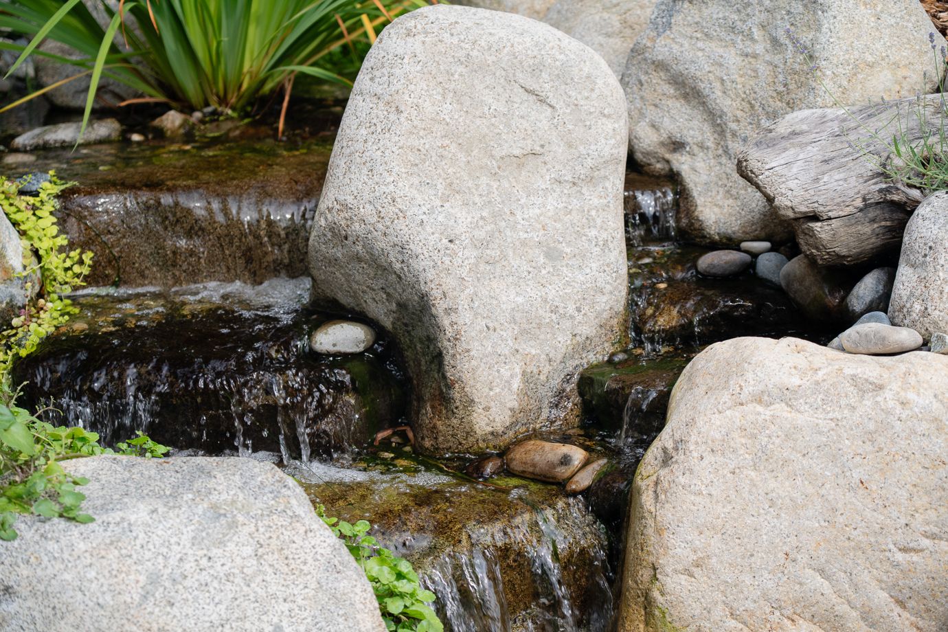 Dollarton Koi Pond — photo 13
