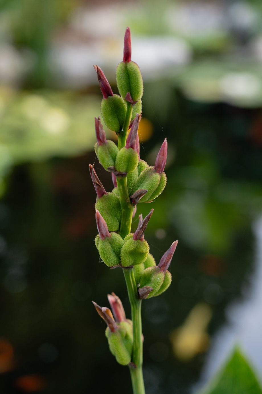 Dollarton Koi Pond — photo 6