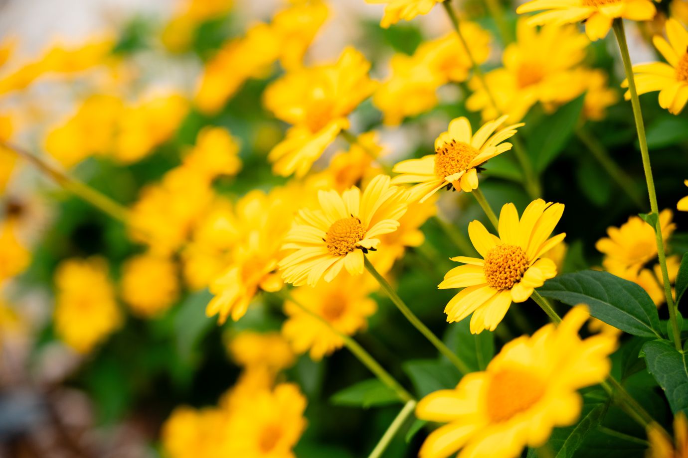 Dollarton Koi Pond — photo 4