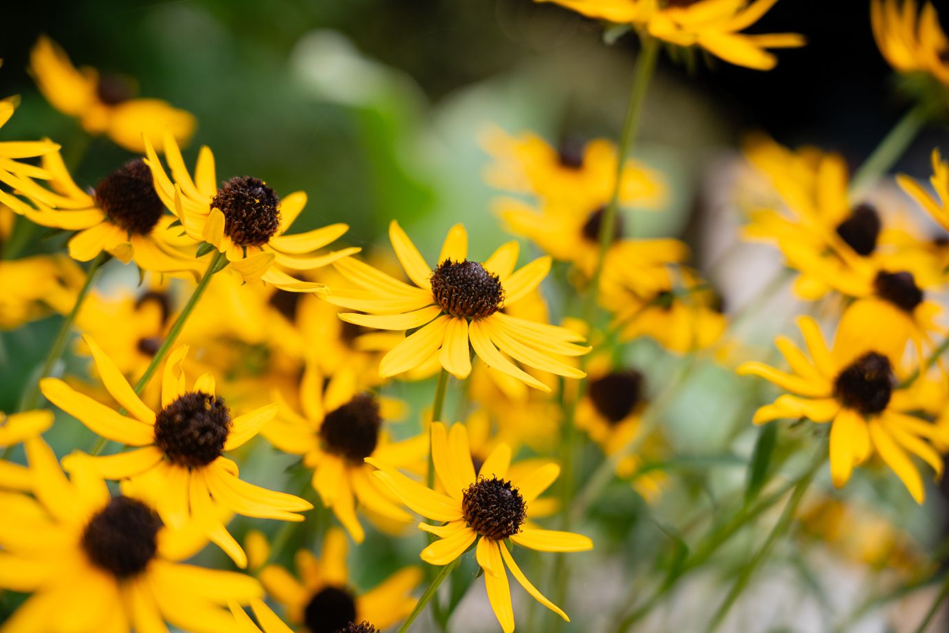 Dollarton Koi Pond — photo 3