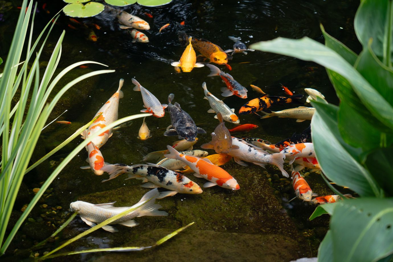Dollarton Koi Pond — photo 2