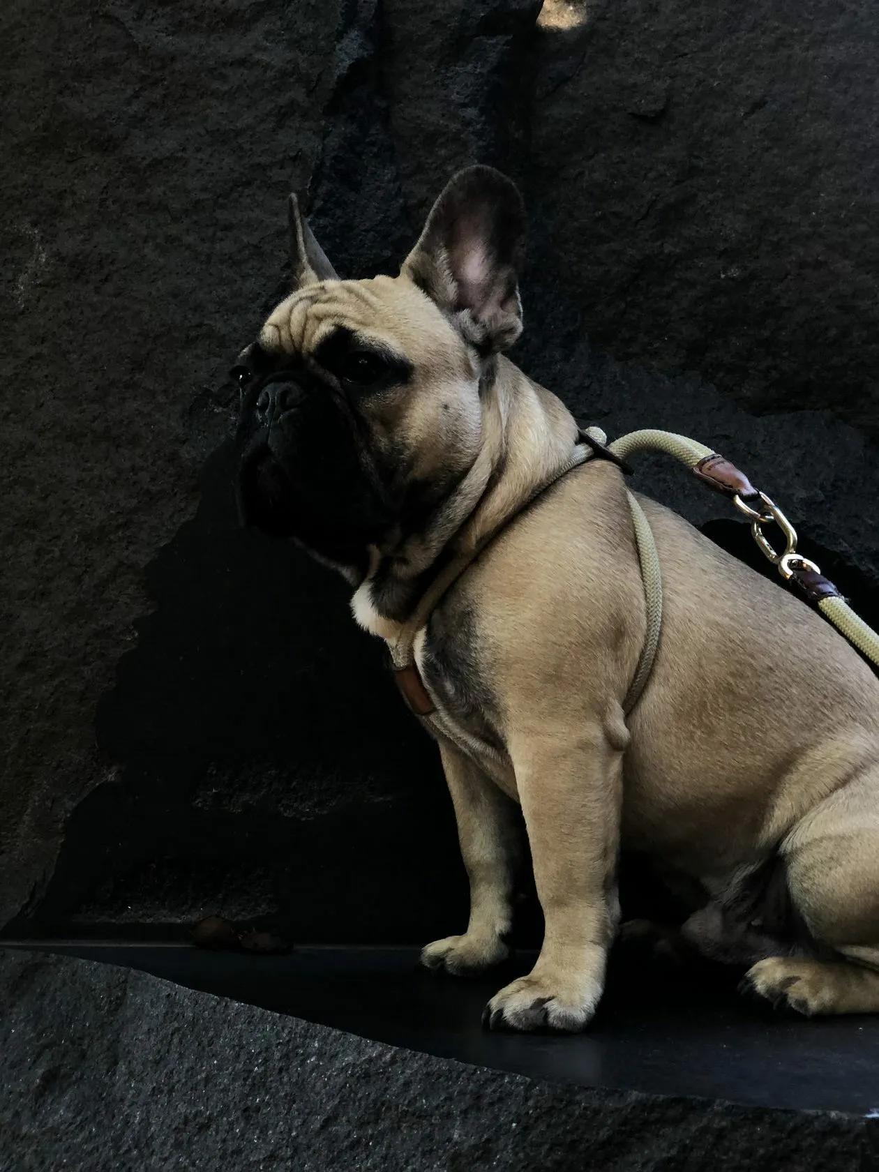 Frank the French Bulldog