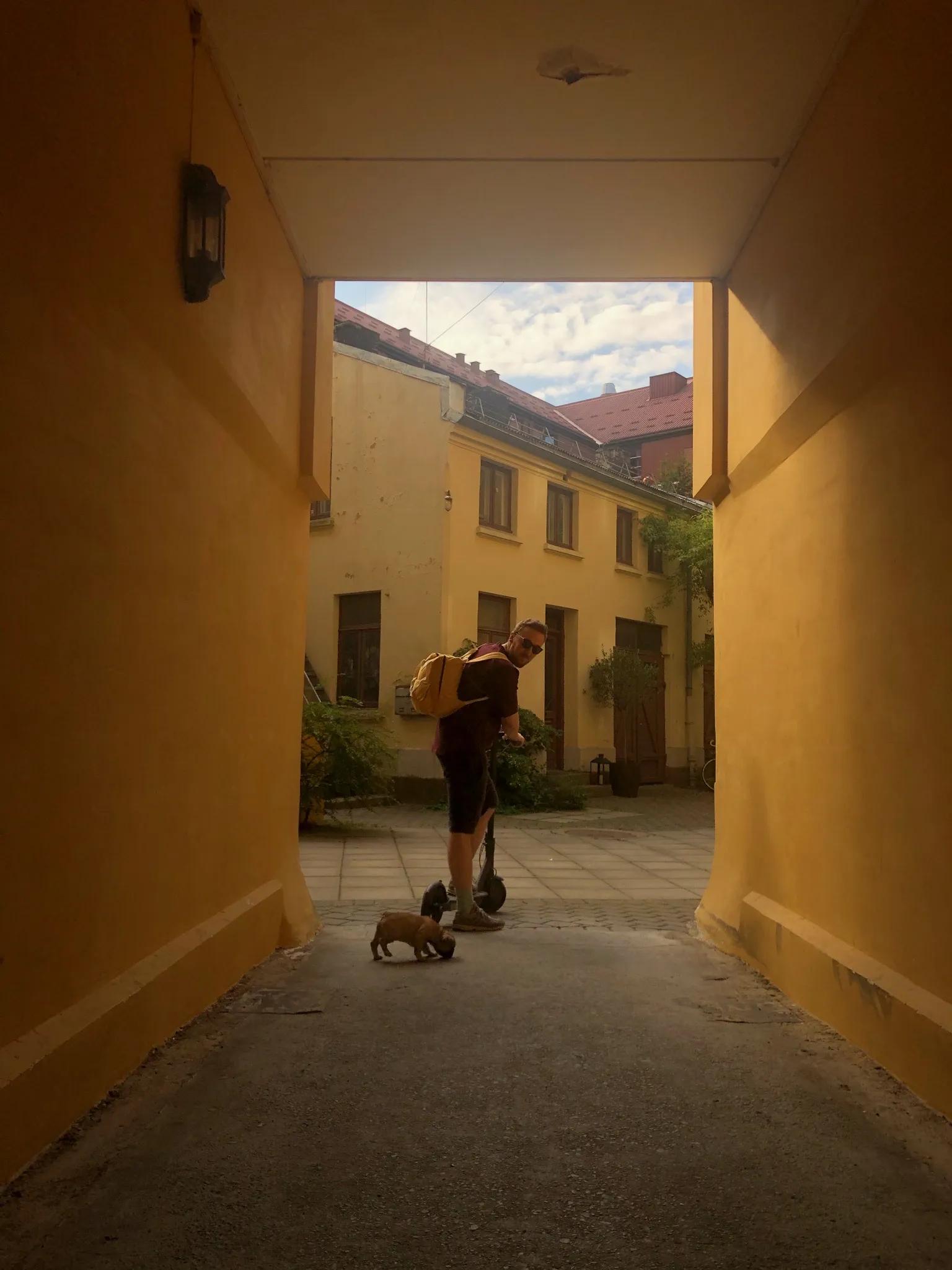 Frank the bulldog close up