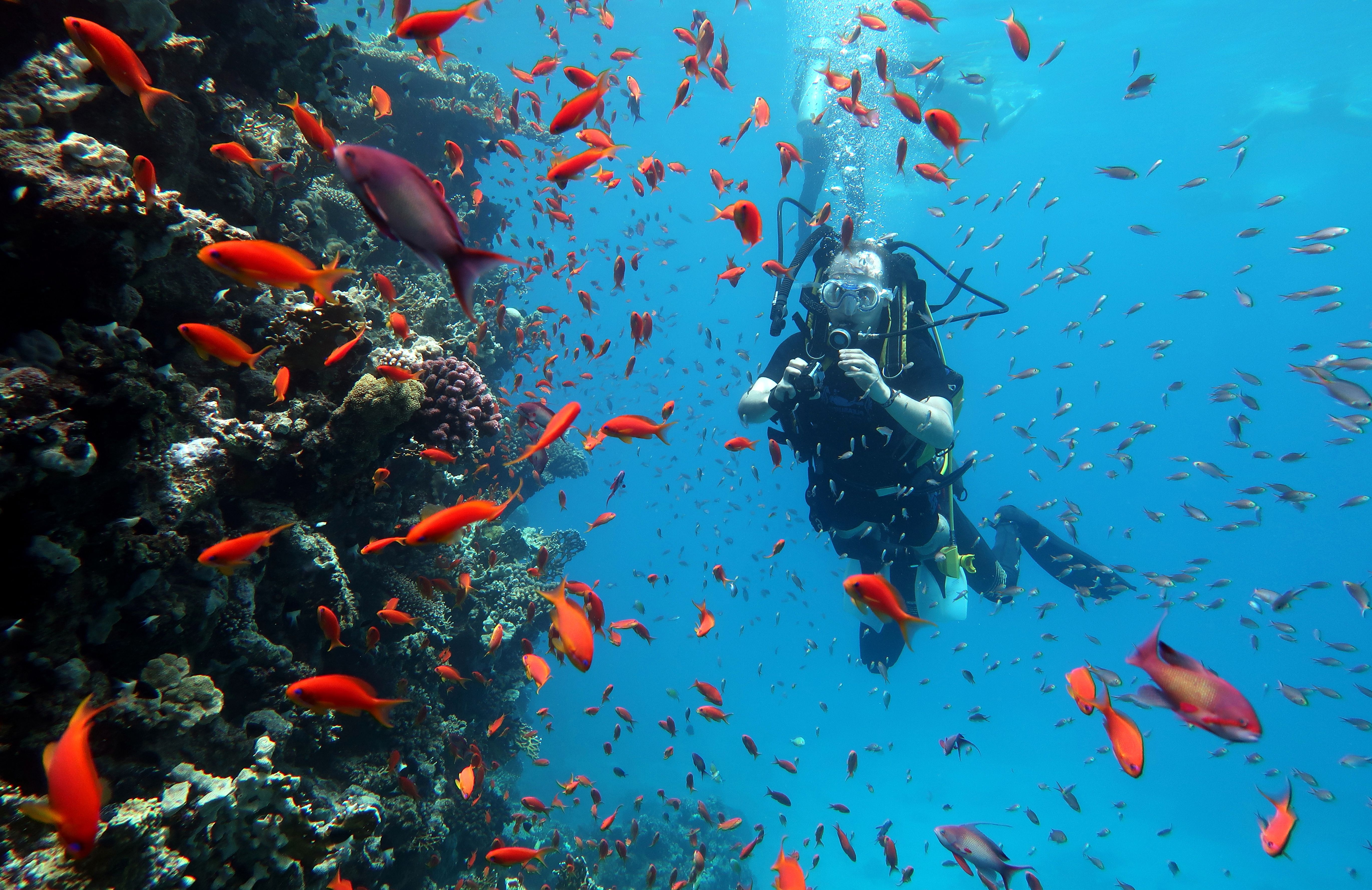 Scuba diver exploring a vibrant coral reef surrounded by colorful orange fish in clear blue water