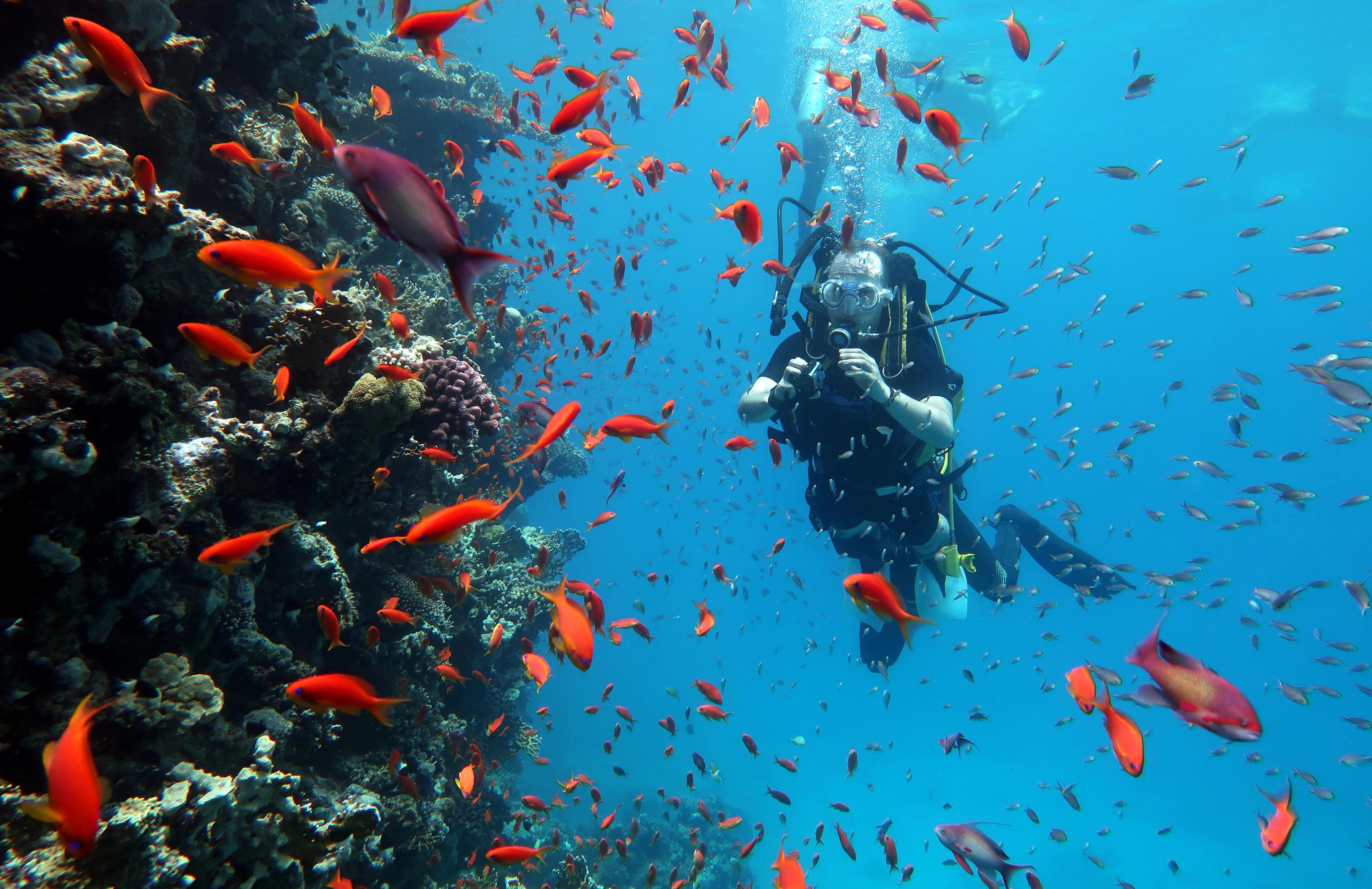Scuba diver exploring a vibrant coral reef surrounded by colorful orange fish in clear blue water