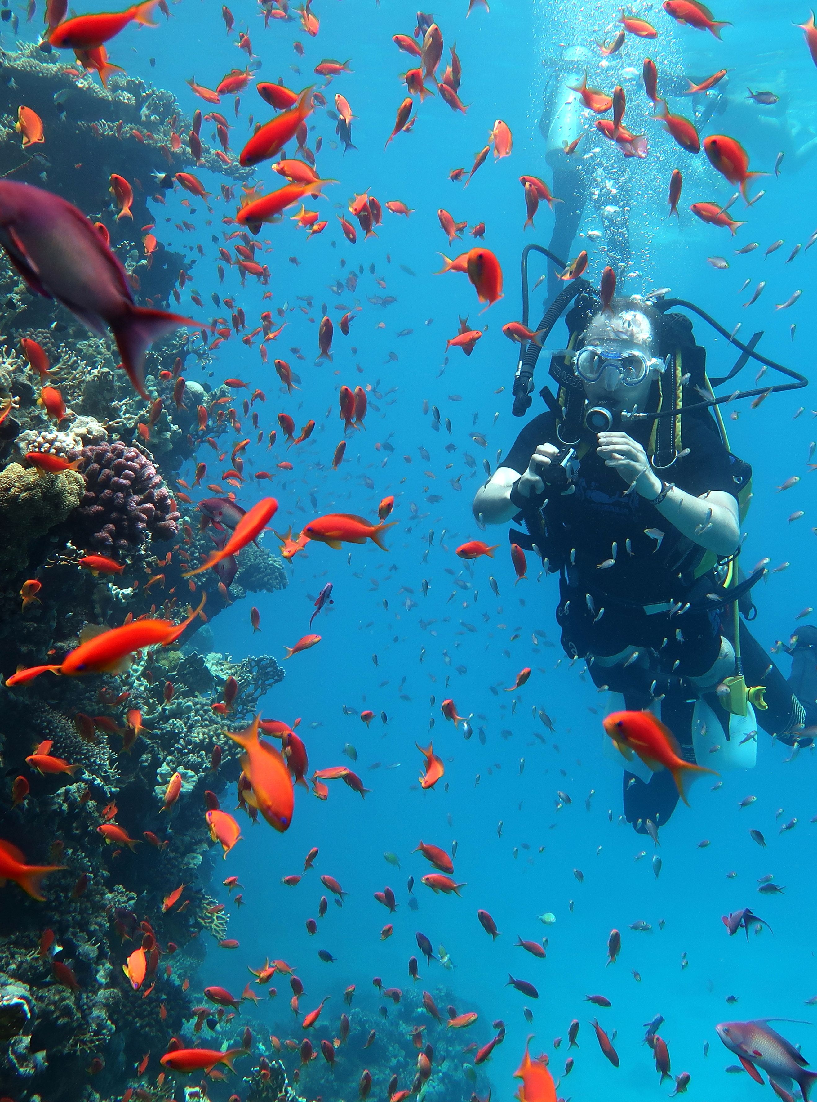 Scuba diver exploring a vibrant coral reef surrounded by colorful orange fish in clear blue water