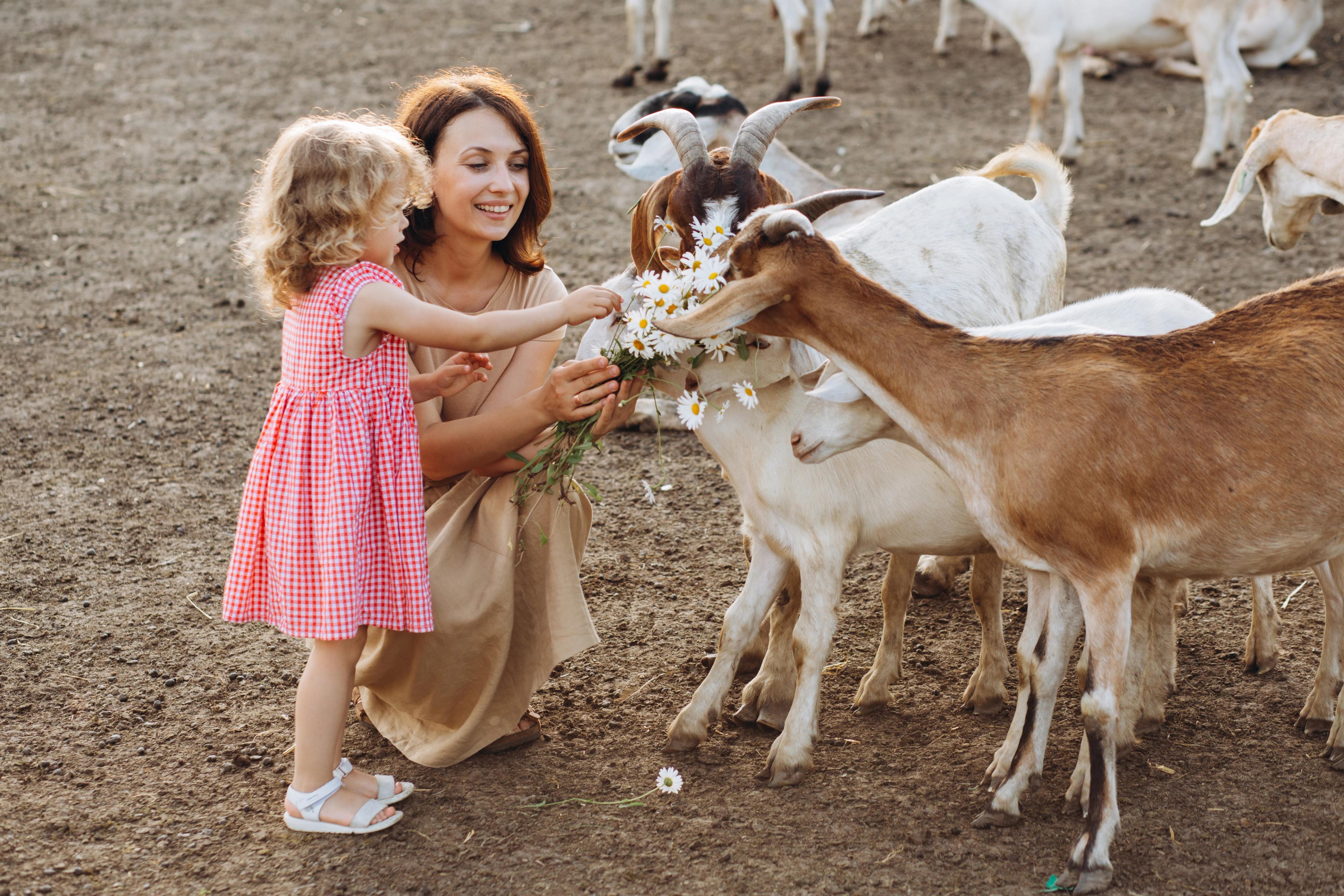 Mother and daughter feeding goats with flowers in an outdoor petting zoo, smiling and enjoying the moment