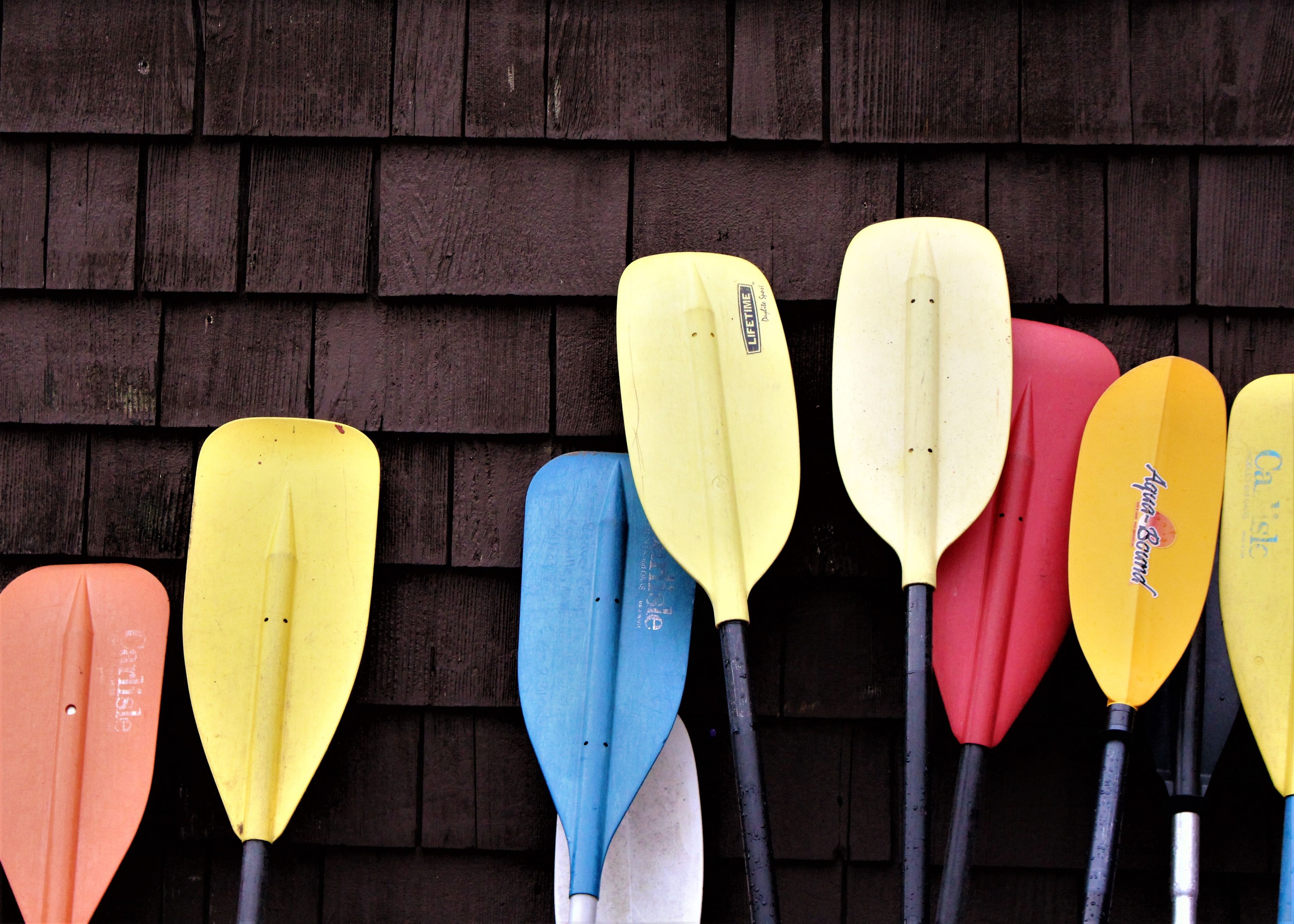 Colorful paddles arranged against a wooden wall, ready for a kayaking adventure