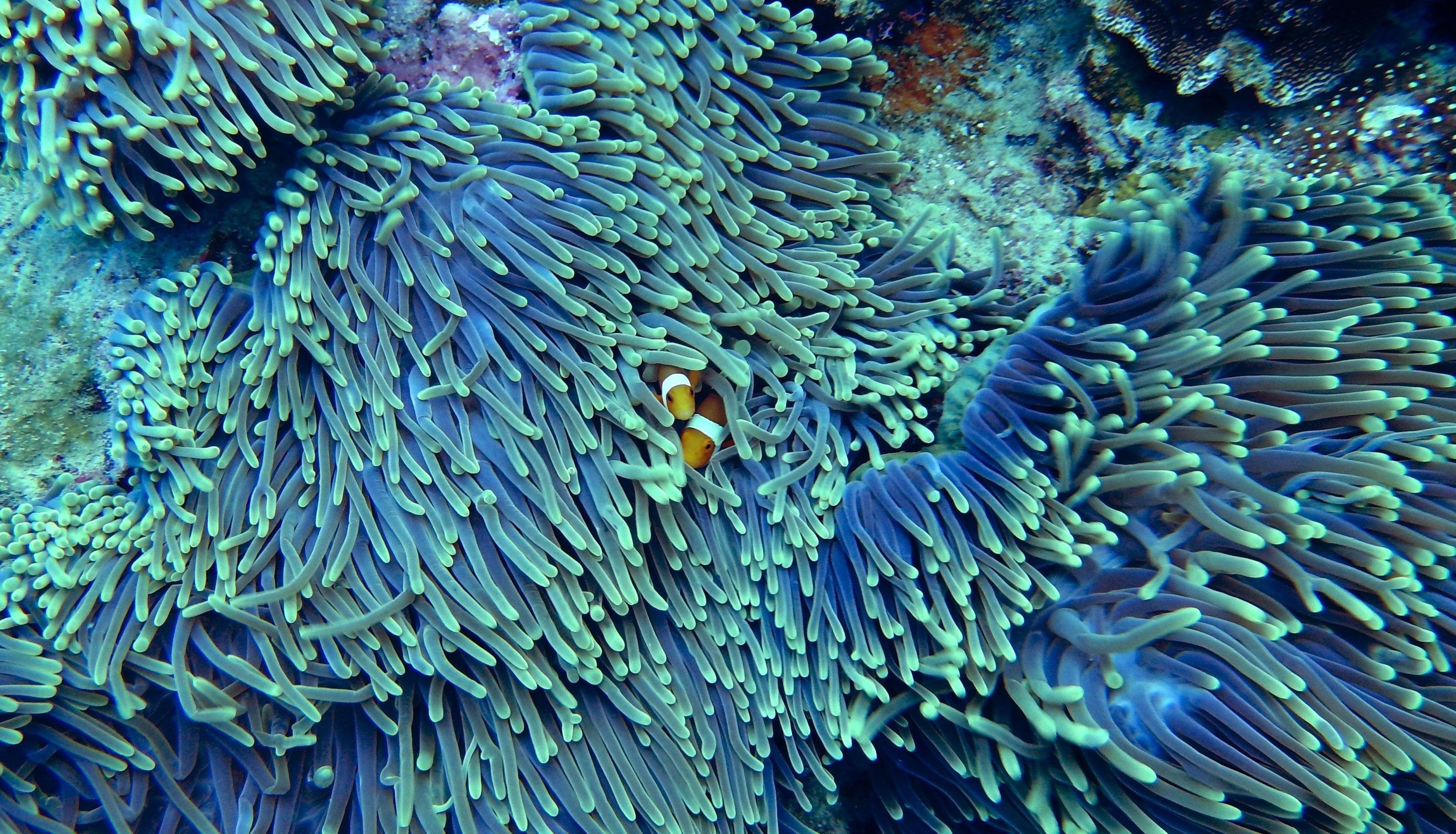 Clownfish hiding within vibrant purple anemone tentacles on a coral reef