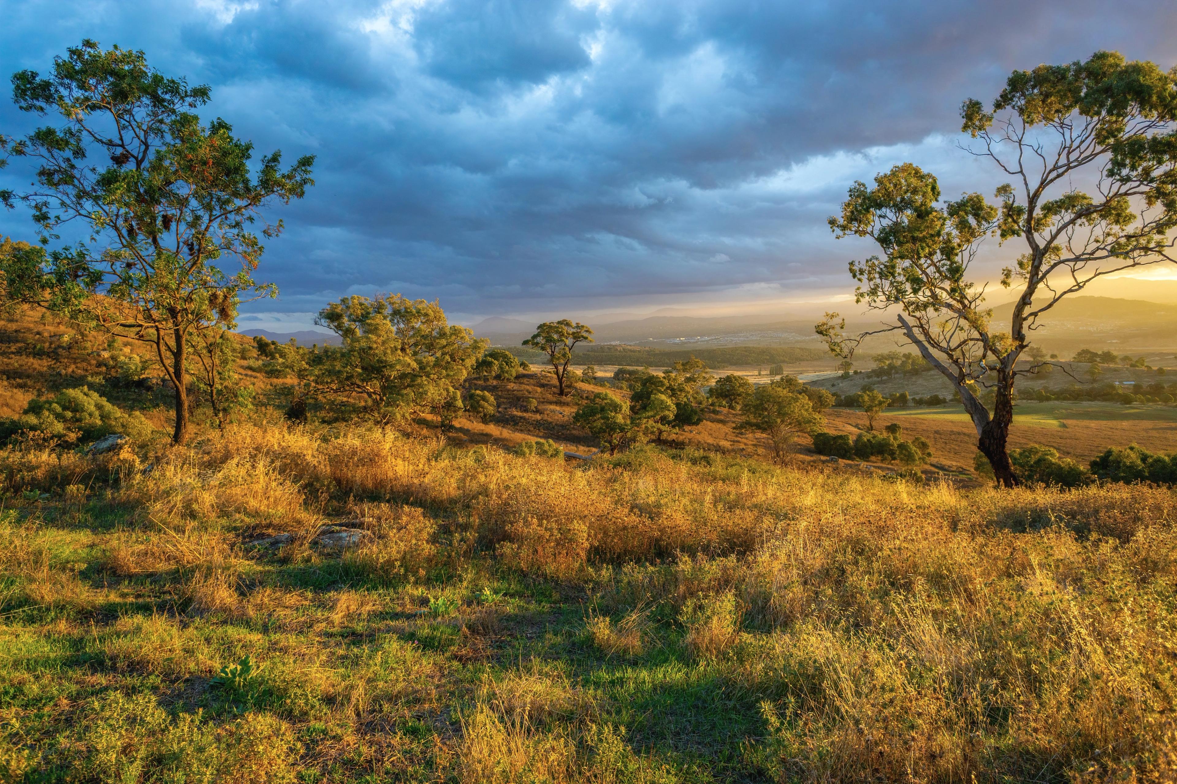 Golden hour sunlight illuminating a grassy field with scattered trees, under a cloudy sky