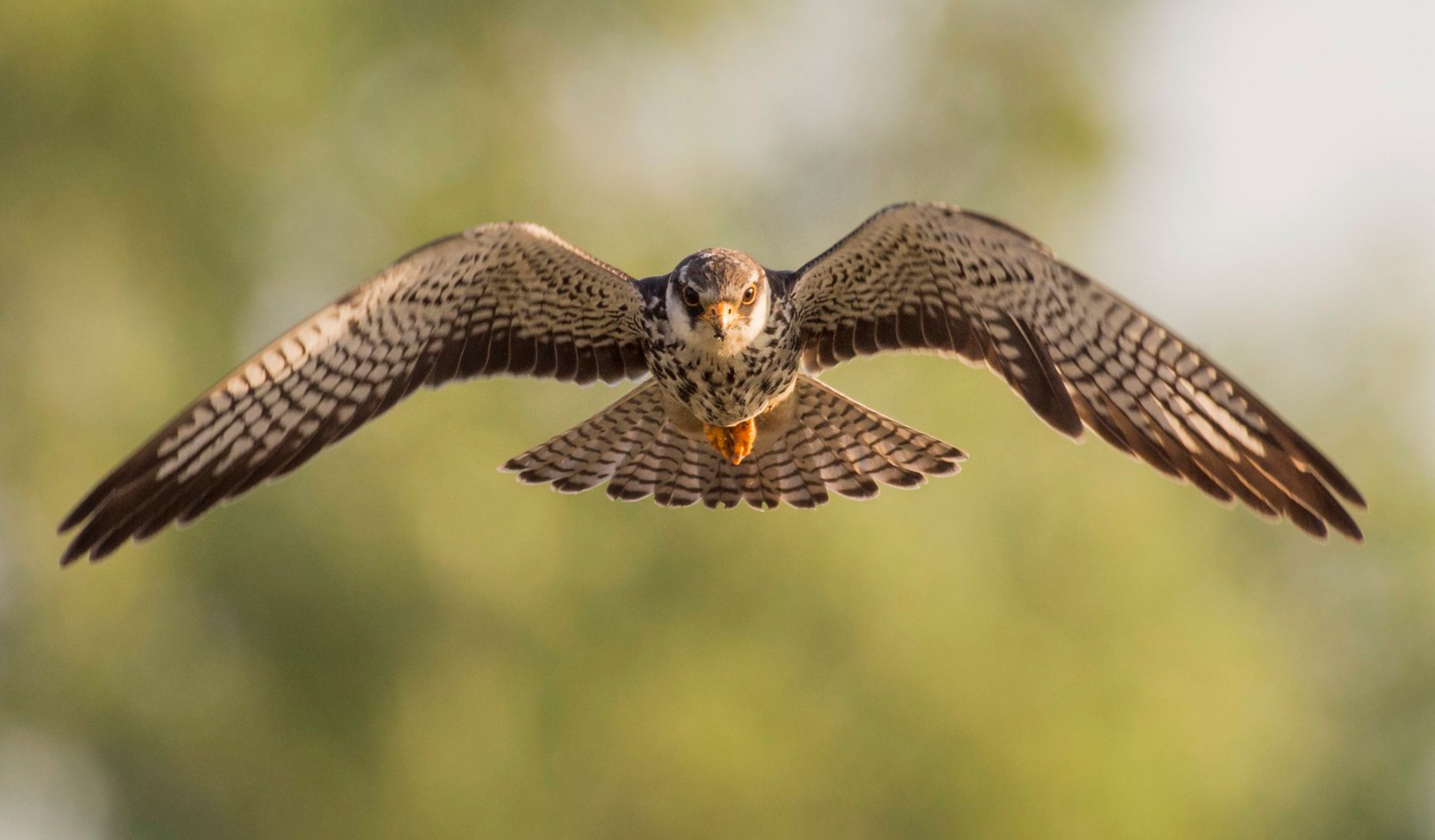 Rapace in volo con le ali spiegate, su uno sfondo sfocato