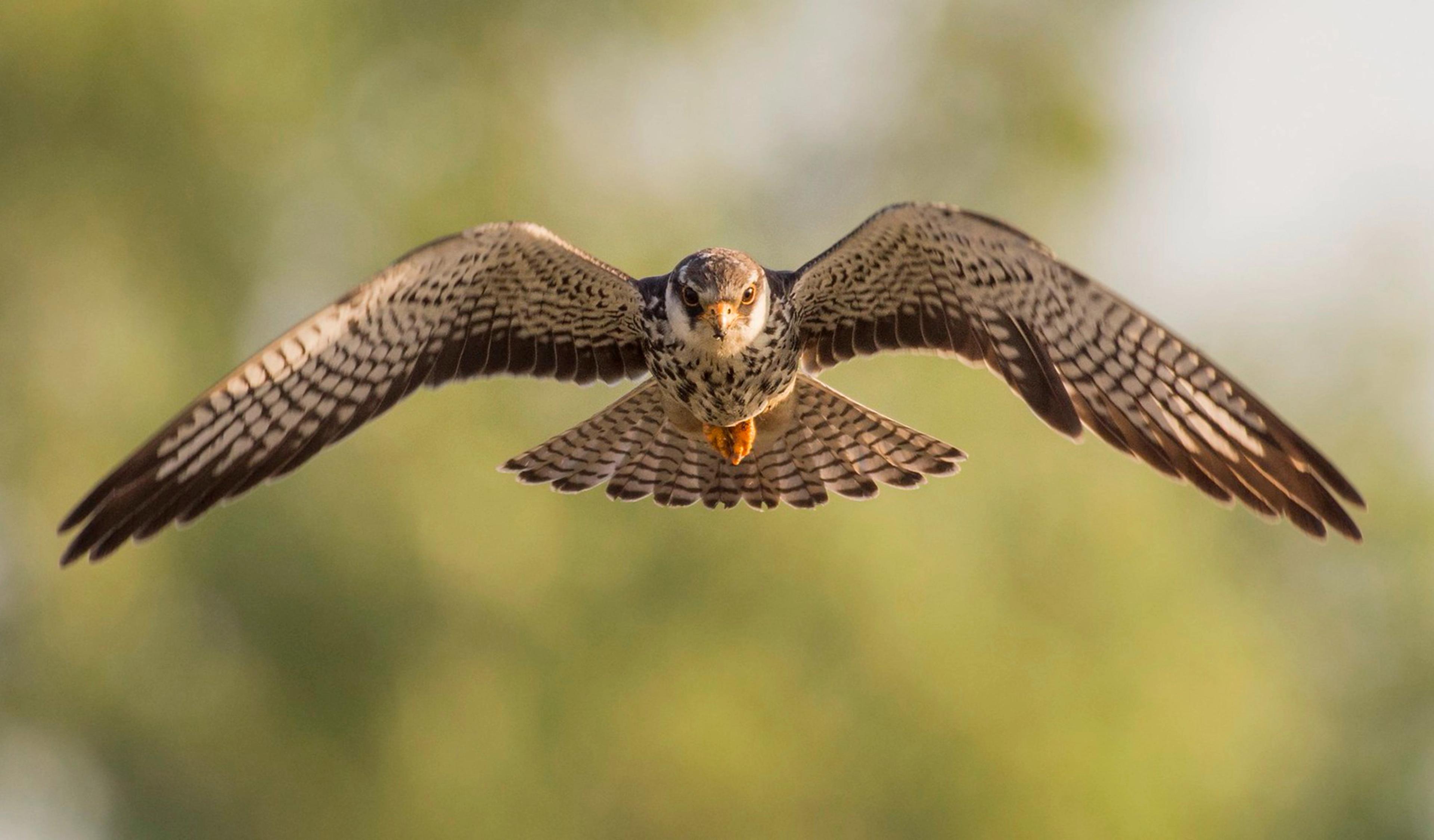 Bird of prey in flight with outstretched wings, against a blurred background