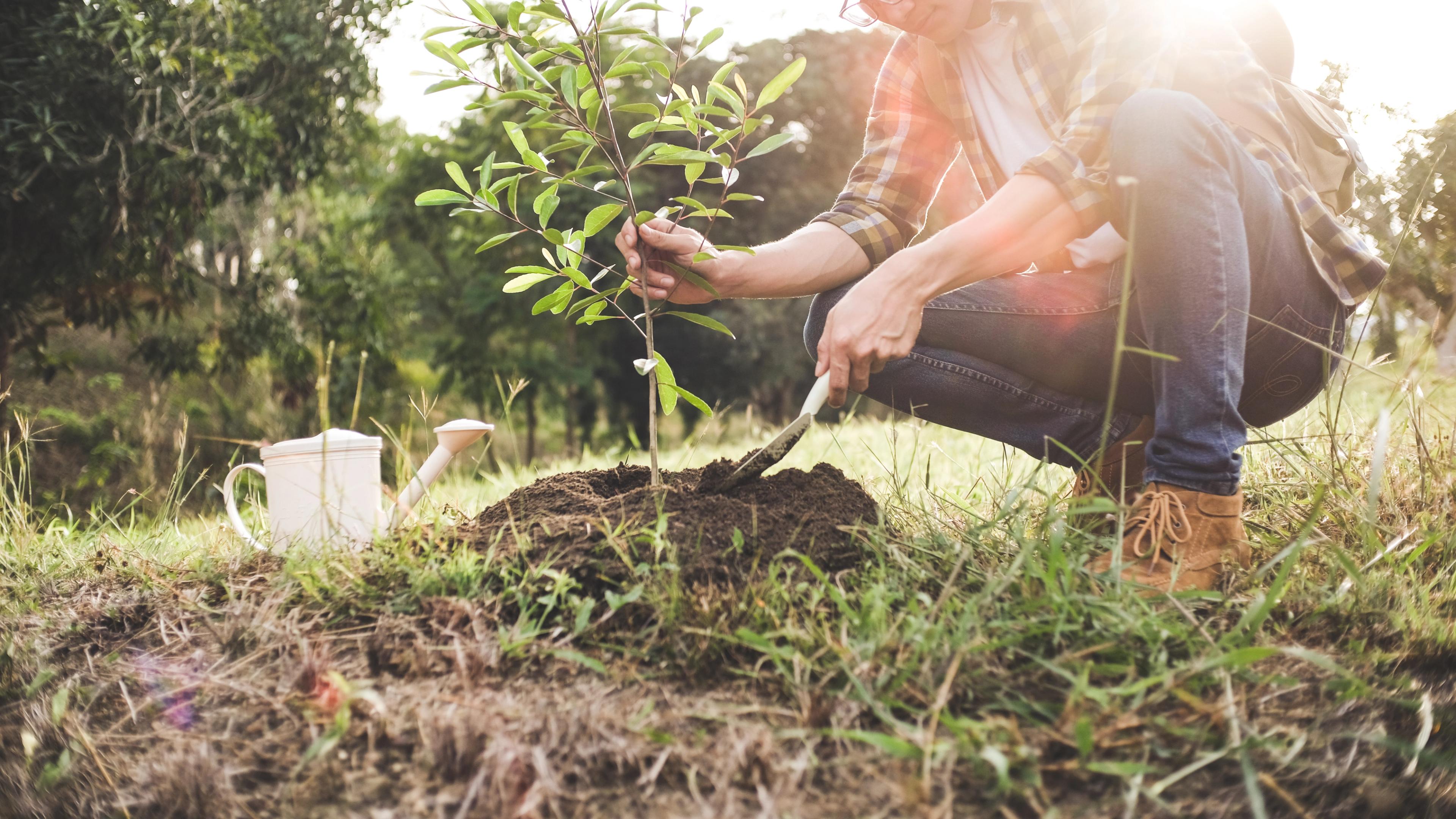 Person planting a young tree sapling in the ground, with a watering can beside them on a sunny day