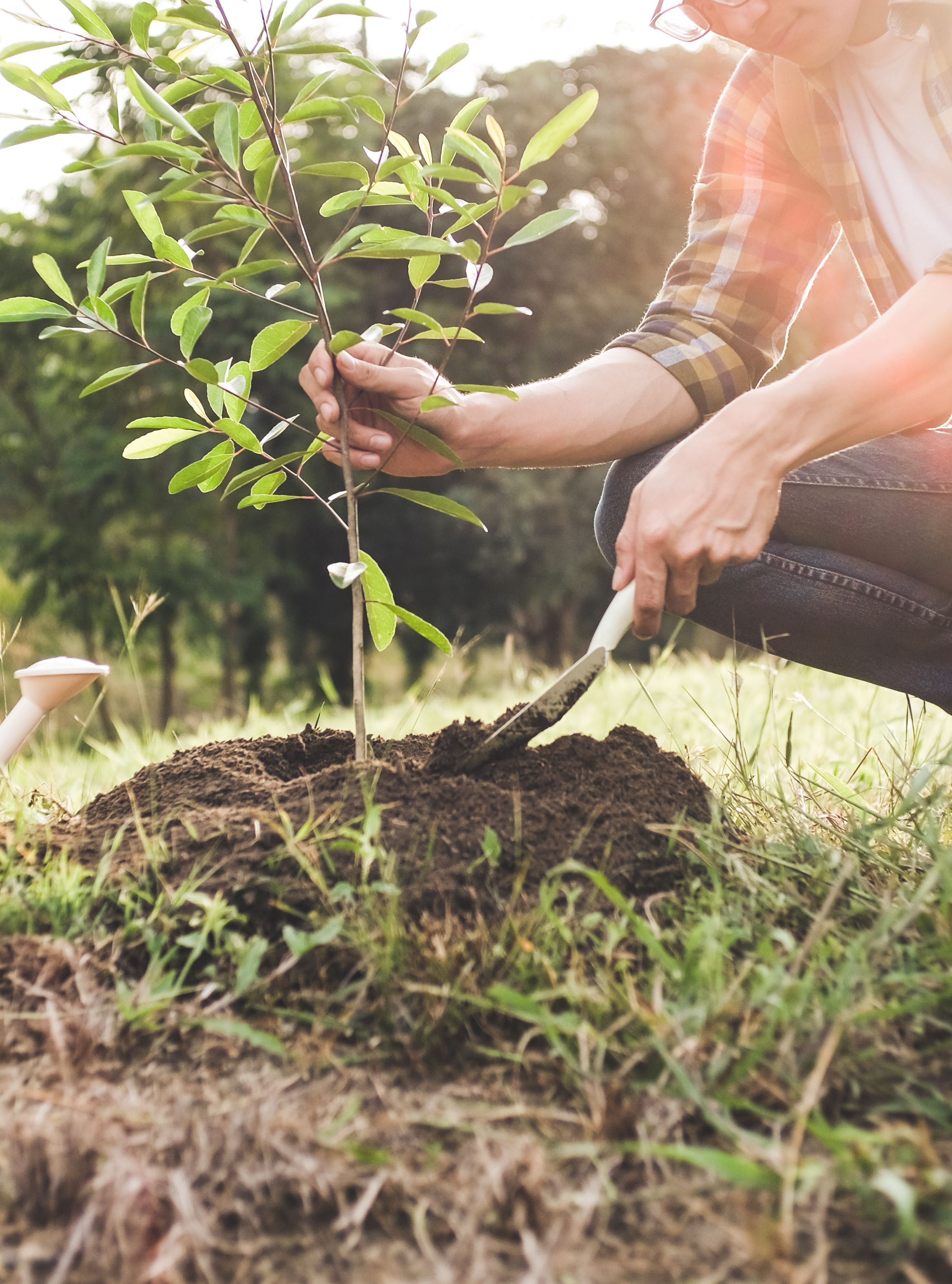 Person planting a young tree sapling in the ground, with a watering can beside them on a sunny day