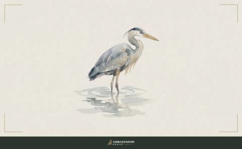 Watercolor illustration. A heron stands motionless in shallow water, watching the surface before it strikes.