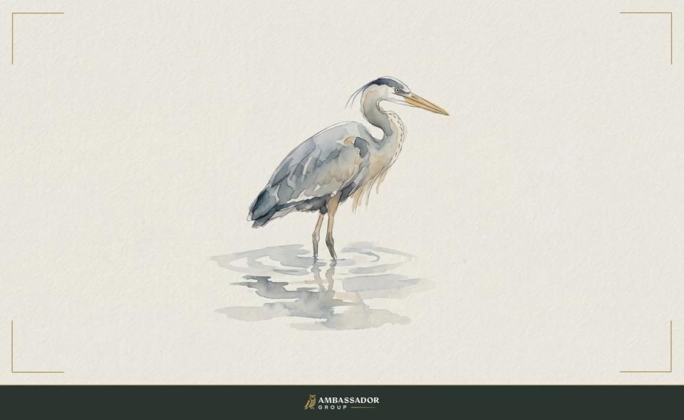 Watercolor illustration. A heron stands motionless in shallow water, watching the surface before it strikes.